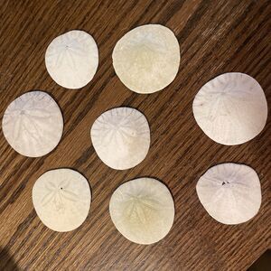 Sand Dollars Lot Of 8 Pacific Ocean Coast Seashell  2” Approx.